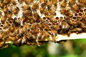 Bee Hive Assisted Living